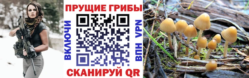 Купить  Верхоянск  Псилоцибиновые грибы мицелий 